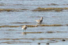 Pluvialis squatarola