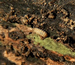 Haplophthalmus danicus