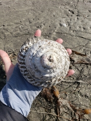 Megastraea undosa