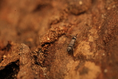 Tomocerinae