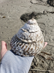 Megastraea undosa