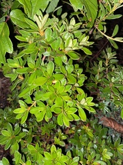 Rhododendron pilosum