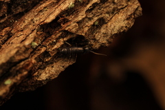 Tomocerinae