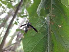 Synoeca septentrionalis