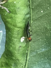 Paederus signaticornis