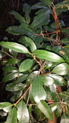 Coffea mangoroensis image