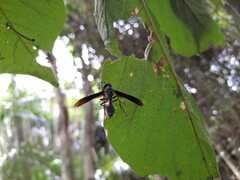 Synoeca septentrionalis