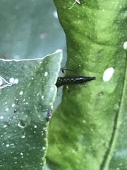 Paederus signaticornis