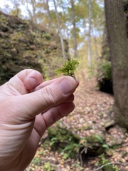 Trichocolea tomentella