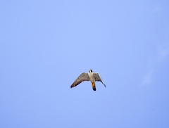 Falco peregrinus
