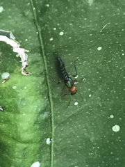 Paederus signaticornis