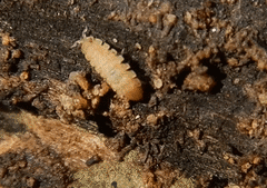 Haplophthalmus danicus