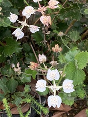 Xanthosia rotundifolia