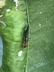 Paederus signaticornis