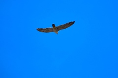 Falco peregrinus