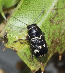 Pachybrachis terminalis