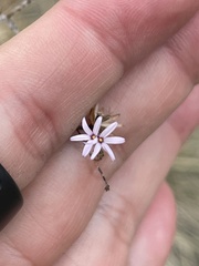 Lessingia micradenia