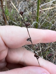 Scleria verticillata