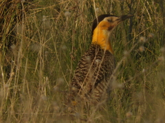 Colaptes campestris campestroides