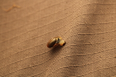 Aegopinella nitidula