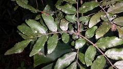 Weinmannia
