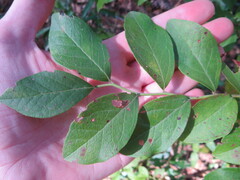 Vaccinium