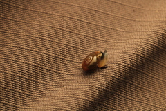 Aegopinella nitidula