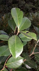 Psidium cattleyanum