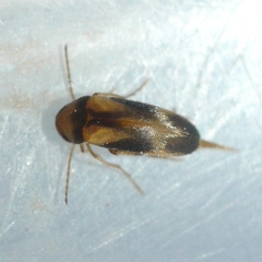 Mordellidae