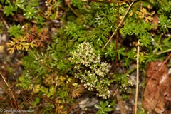 Galium mollugo