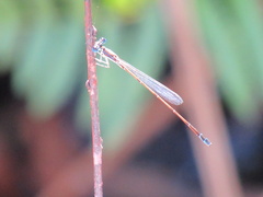 Nehalennia pallidula