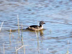 Podilymbus podiceps