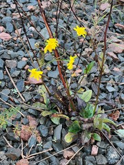 Hieracium maculatum