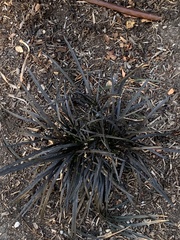 Ophiopogon planiscapus