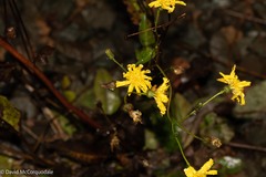 Hieracium maculatum
