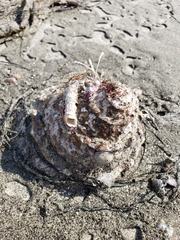 Megastraea undosa