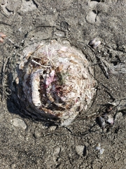 Megastraea undosa