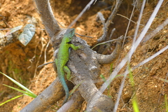 Sceloporus formosus