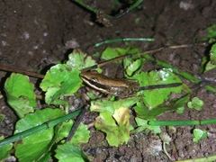Indosylvirana nicobariensis
