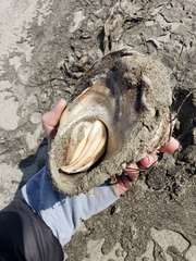 Megastraea undosa