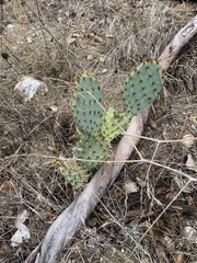 Opuntia littoralis