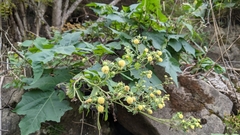 Polymnia canadensis
