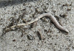 Plestiodon reynoldsi
