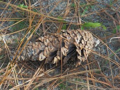 Pinus elliottii