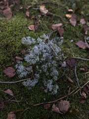 Cladonia portentosa