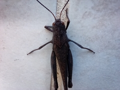 Arphia pseudonietana