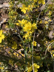 Hibbertia exutiacies