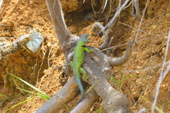 Sceloporus formosus