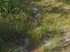 Rhynchospora corniculata