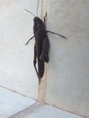 Arphia pseudonietana